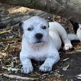 Frosted Flakes - White American Bully puppy in Toledo, Washington from Mountain Pride Bullies
