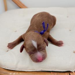 Muffin - Red female Cavapoo puppy in Apache Junction, Arizona from Coffey House Doodles