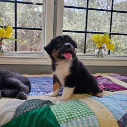 Indy - Black tri male Miniature Australian Shepherd puppy in Dunnellon, Florida from Ever After Mini Aussies