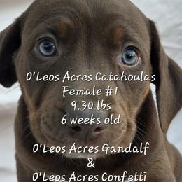 FEMALE - 1 - Chocolate female Catahoula Leopard Dog puppy in Perry, Florida from O'Leos' Acres Catahoulas