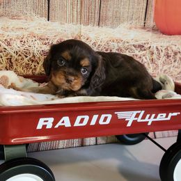 Roxy - Chocolate female Cavalier King Charles Spaniel puppy in Marshfield, Missouri from Clearview Kennels