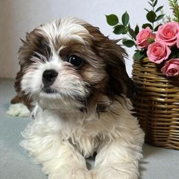 Tabitha - Black gold and white female Cavatzu puppy in Oklahoma from Rocky Oak Cavaliers & Biewer Terriers LLC