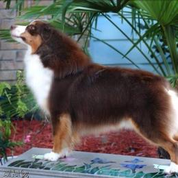 Miniature American Shepherds from Minions Mini American Shepherds
