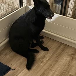 Farrah - German Shepherd