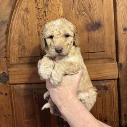 Pumpkin - Gold male Bordoodle puppy in Indianapolis, Indiana from Indiana Bordoodles