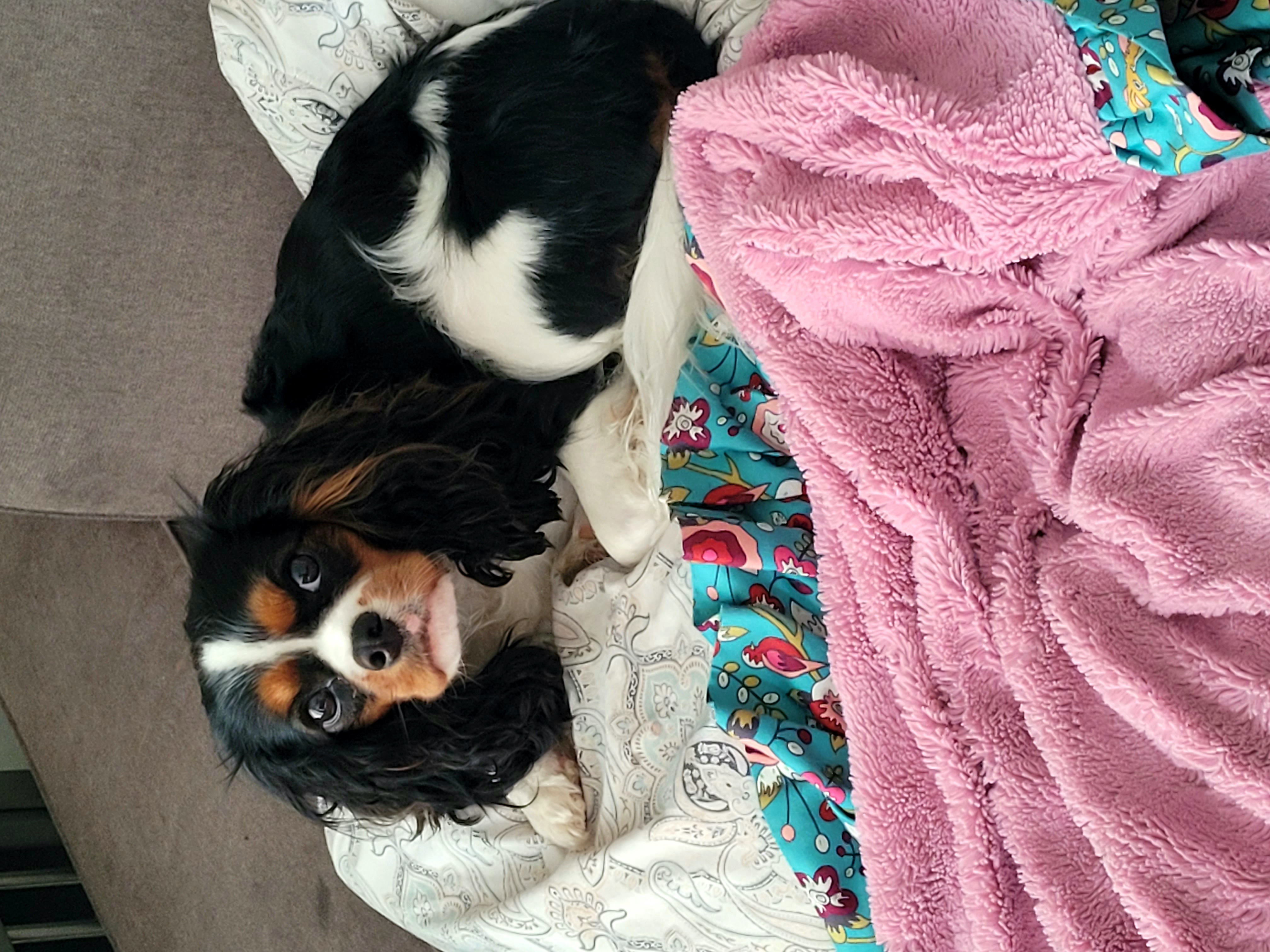Maggie - Cavalier King Charles Spaniel