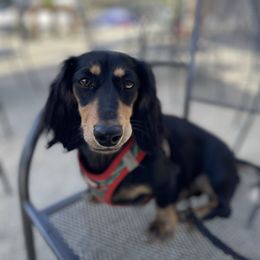 Millie - Dachshund