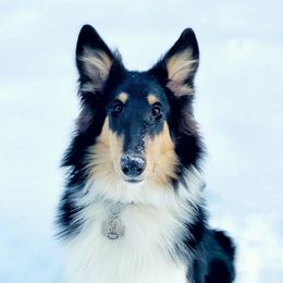 Cocoa - Collie