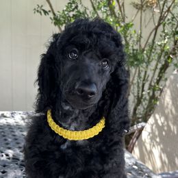 Boy 6 - Black Poodle puppy in Oceanside, New York from Anastasia STANDARD Poodles three four seven seven five four two three four five