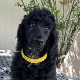 Boy 6 - Black Poodle puppy in Oceanside, New York from Anastasia STANDARD Poodles three four seven seven five four two three four five