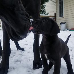 Great Dane Puppies from VanDelft Danes