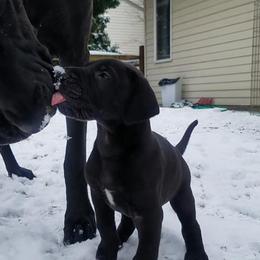 Great Dane Puppies from VanDelft Danes