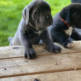Cane Corso Puppies from Knights of Valor Cane Corso Kennel