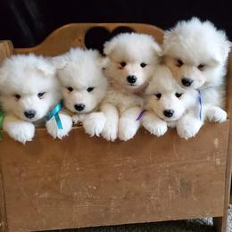 Samoyed Puppies from Limelight Samoyeds
