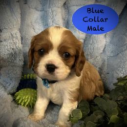 AKC Blue Collar - Blenheim male Cavalier King Charles Spaniel puppy in Augusta, Wisconsin from My Little Pups