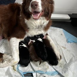 Border Collie Puppies from Pineview Farm