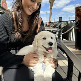 Golden Retriever and Labrador Retriever Puppies from Golden Bundles