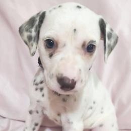 Espeon (Lavender collar) - White and liver brown female Dalmatian puppy in Raymondville, Missouri from Wagner's Dalmatian's