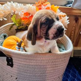 Purple girl - White black and red female Basset Hound puppy in Converse, Louisiana from Walkers Catuna Bassett Hounds