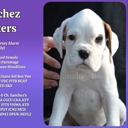 Purple - White female Boxer puppy in Spring, Texas from Sanchez Boxers