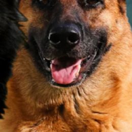 German Shepherds from K9 Germany