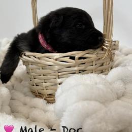 Shiloh Shepherd Puppies from North By Northwest Shilohs “NBN”