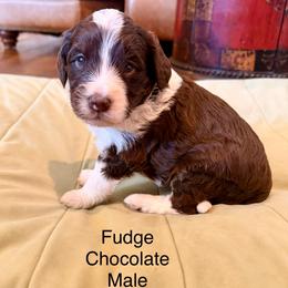 Fudge - Brown and white male Bernedoodle puppy in Royse City, Texas from Platinum Bernedoodles of Texas