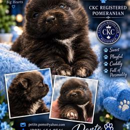 Dante - Black male Pomeranian puppy in Gun Barrel City, Texas from Petite Poms