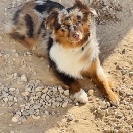 Gracie - Miniature Australian Shepherd
