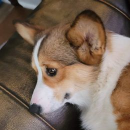 Sallie - Pembroke Welsh Corgi