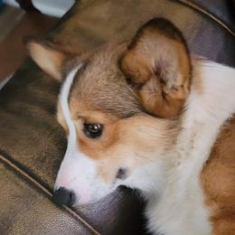 Sallie - Pembroke Welsh Corgi