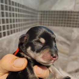 Red collar female phantom - Black and silver female Miniature Schnauzer puppy in Mineola, Texas from Nikkis Minis