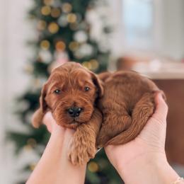 Surprise - Red  male Goldendoodle puppy in Cookeville, Tennessee from Gravelle Family Farm