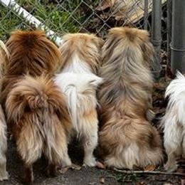 Pekingese from Peke Lovers of Texas