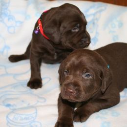 Labrador Retriever Puppies from Milliken Creek Labs