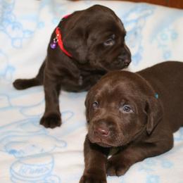 Labrador Retriever Puppies from Milliken Creek Labs