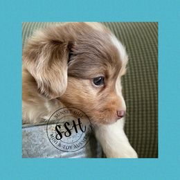 Miniature American Shepherd, Miniature Australian Shepherd, and Toy Australian Shepherd Puppies from Sunset Hill Mini & Toy Aussies