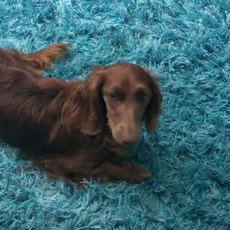 Fancy - Dachshund