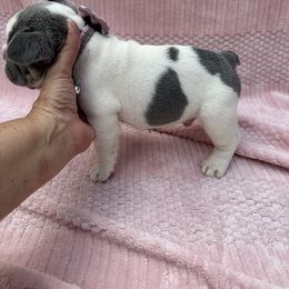 Folklore - Tricolors male French Bulldog puppy in Rockville, Indiana from Blaze Of Glory Bostons & Frenchies