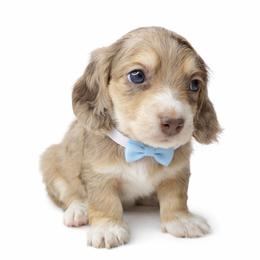Mateo (Chocolate and cream dapple) (No breeding homes allowed) - Dapple male Dachshund puppy in Fayetteville, North Carolina from RRD