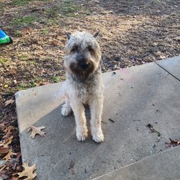 Cleo - Bouvier des Flandres