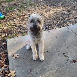 Cleo - Bouvier des Flandres