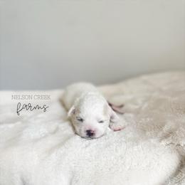 Maroon - Chloe Sullivan - White female Maltipoo puppy in Huntsville, Texas from Nelson Creek Farms