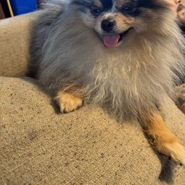 Loki - Pomeranian