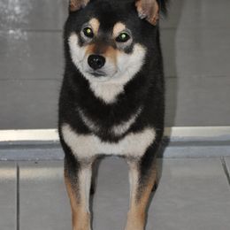 Shiba Inu from Amber's House
