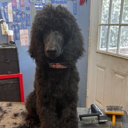 Poodle puppies from Lollipop R Poodles