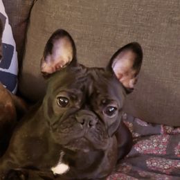 French Bulldogs from Cecelia Keltz