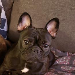 French Bulldogs from Cecelia Keltz