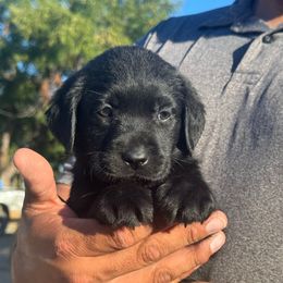 Girl 3 - Black female Labrador Retriever puppy in Gerber, California from In The Zone Dog Training and Breeding
