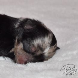 Boy 1 - Blue merle male Pomeranian puppy in Fort Jones, California from High Rocking Pom Poms